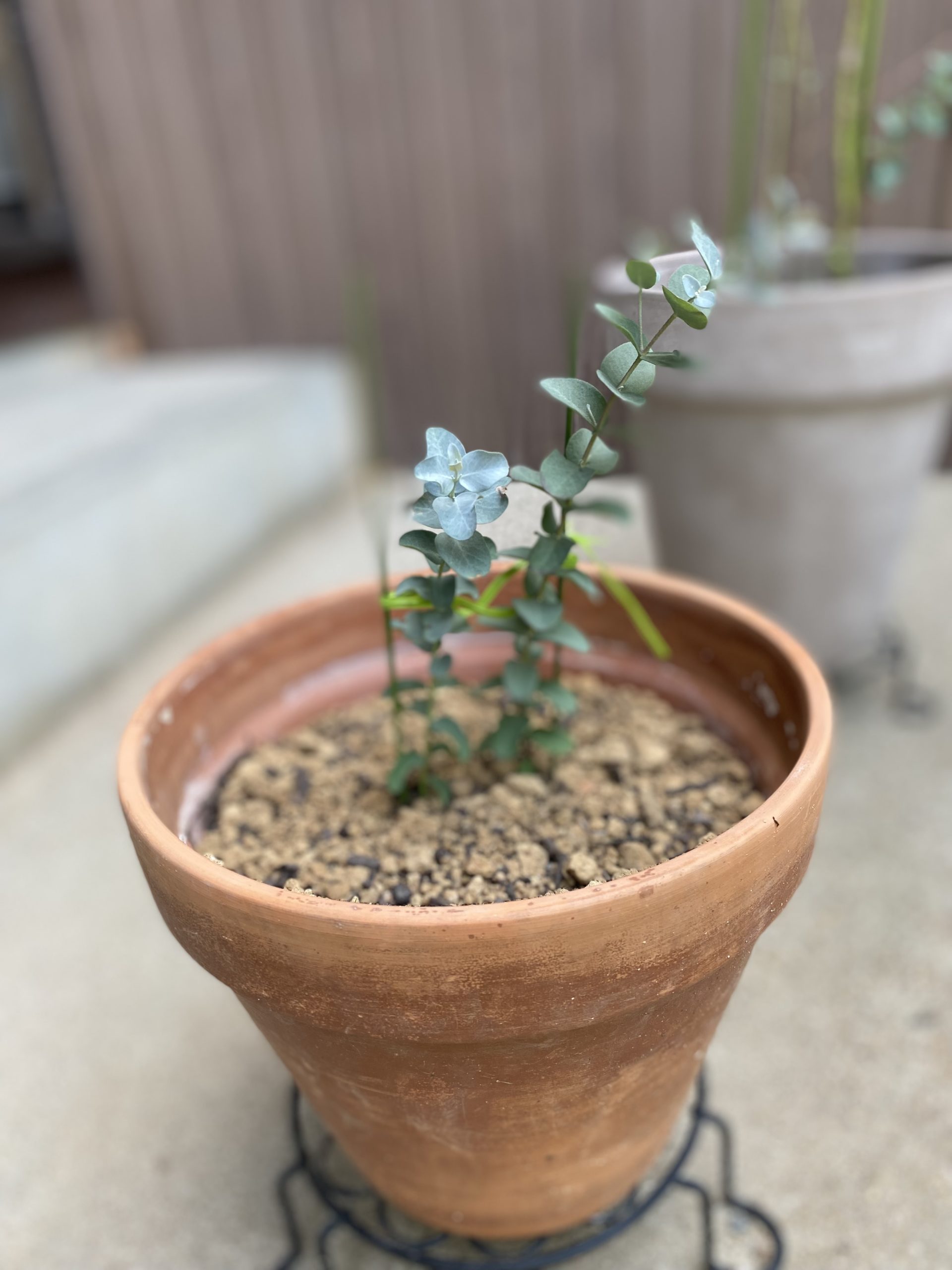 ガーデニング初心者がユーカリの挿し木に成功しました J子のらららん 65 50代を素敵に生きる